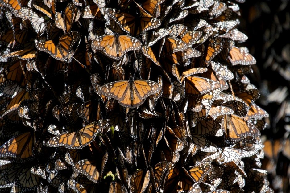 Enter Our Monarch Butterfly Adventure Giveaway!