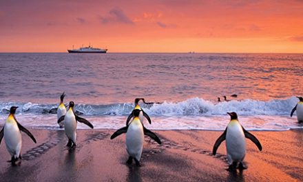 Immerse Yourself in Antarctica