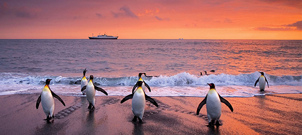 See Penguins in Antarctica