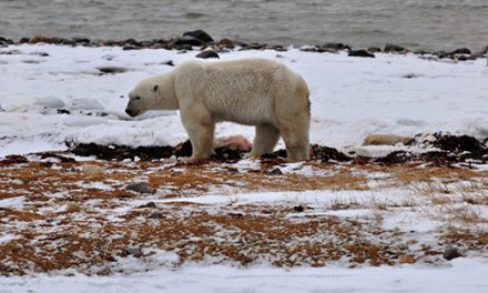The Reality of Polar Bears and Climate Change