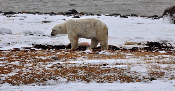 Churchill Polar Bear Cache