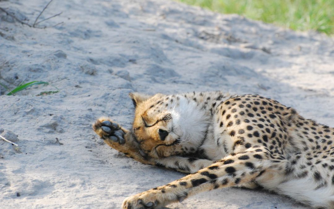 Wildlife Photo of the Week: Cheetah Snooze