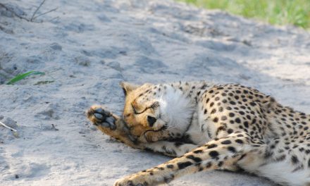 Wildlife Photo of the Week: Cheetah Snooze
