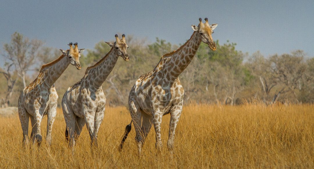 Wildlife Photo of the Week: Three Giraffes