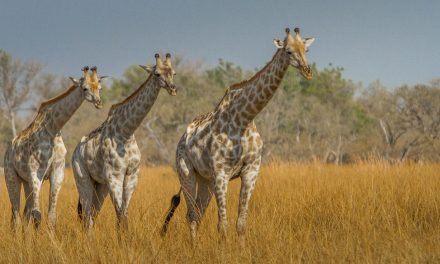 Wildlife Photo of the Week: Three Giraffes