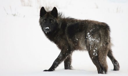 Rushing into a World without Gray Wolves or Grizzly Bears