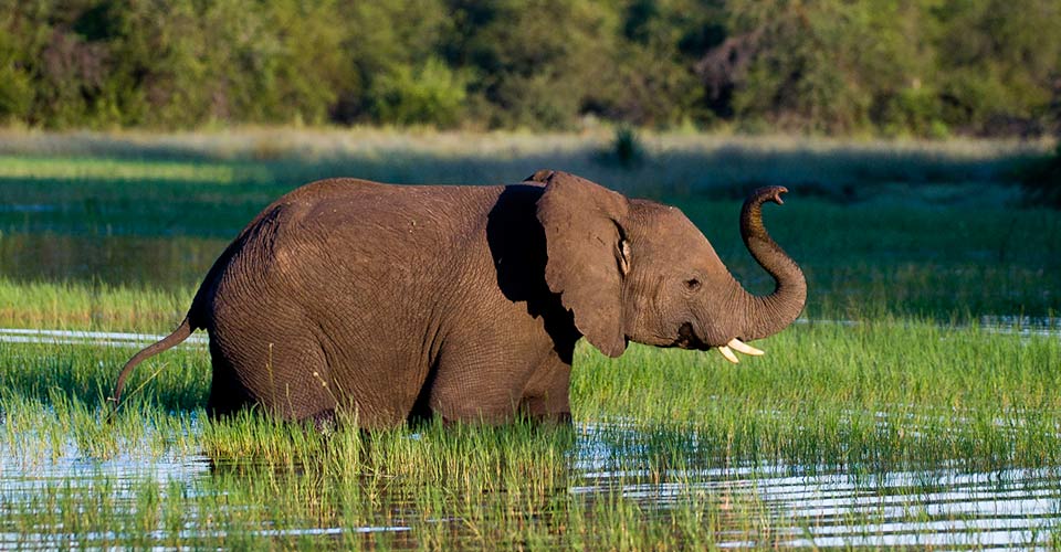 Secrets of a Secluded Botswana Safari