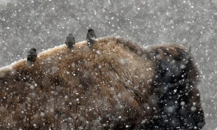 Post-production of wildlife images: Getting the best image from your RAW file using Photoshop