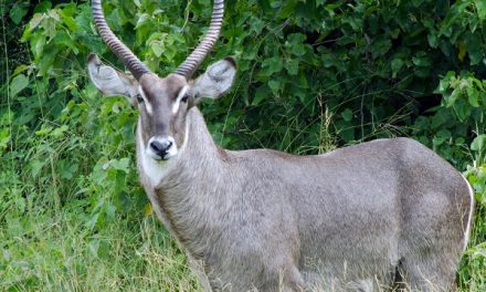 Traveler Story: Botswana—Kalahari, the Delta & Beyond