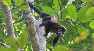 Mantled Howler Monkey in Costa Rica
