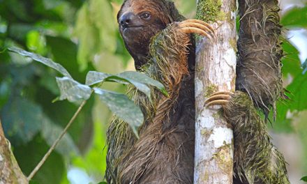 Traveler Story: The Natural Jewels of Costa Rica