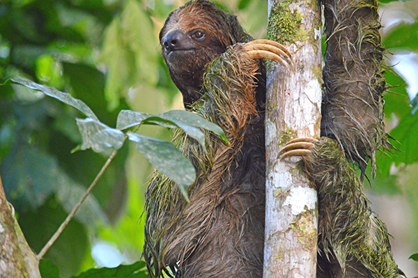 Sloth on a Costa Rica Tour