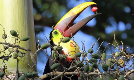 Off the Beaten Track: Exploring Corcovado National Park
