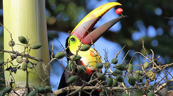 Toucan on a Costa Rica Adventure