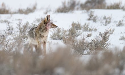 Post-production of wildlife images: Getting the best image from your RAW file using Lightroom