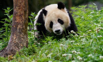 Disneynature’s New “Born in China” Film Supports WWF