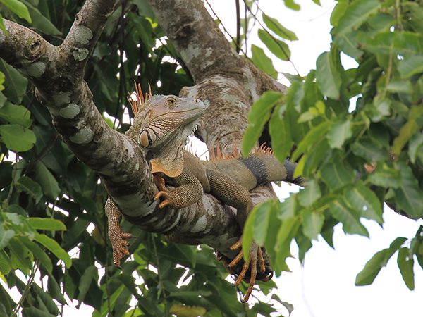 Green iguana in Costa Rica