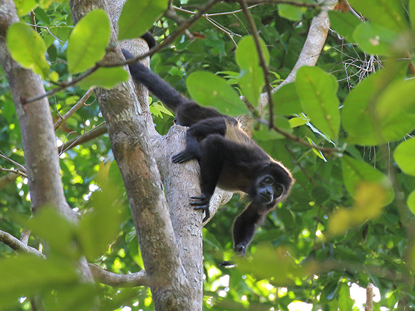 Mantled howler monkey in Costa Rica