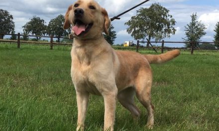 Who Let the (Galapagos) Dogs Out?!