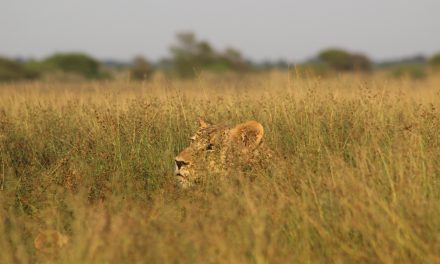 Encountering Lions in Botswana on my First Trip to Africa