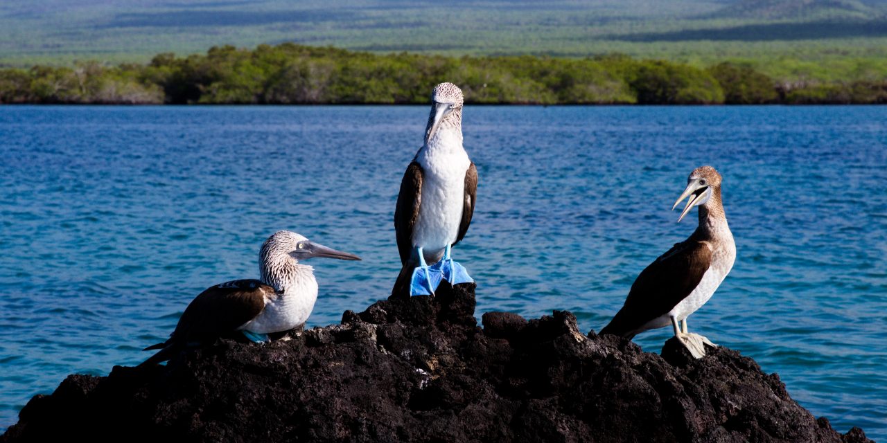 Video: Galapagos Diving, Blue-Footed Booby Style