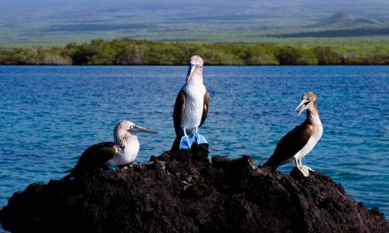 Video: Galapagos Diving, Blue-Footed Booby Style