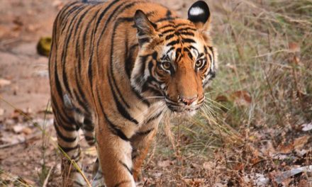 The World’s Greatest Tiger Destination—In Photos