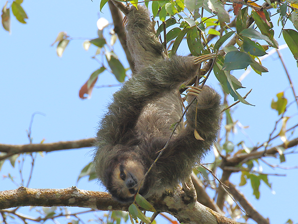 Sloth in Costa Rica
