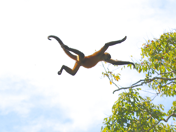 Spider monkey in Costa Rica