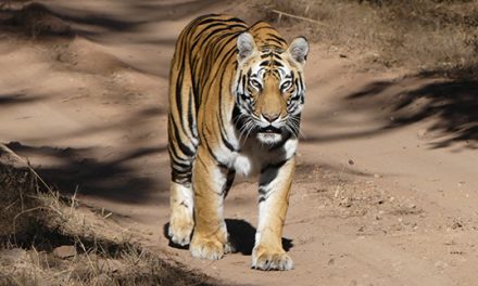 Traveler Story: The Grand India Wildlife Adventure