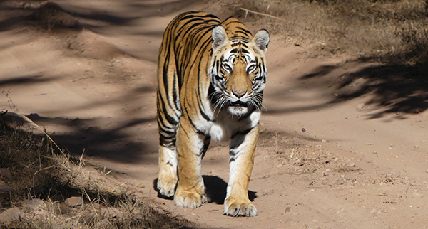 Grand India Wildlife Adventure