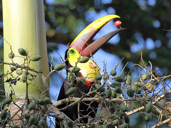 Tourcan in Costa Rica