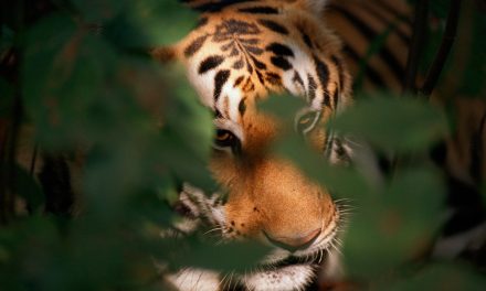 Together Possible: Uniting to Double the World’s Tigers