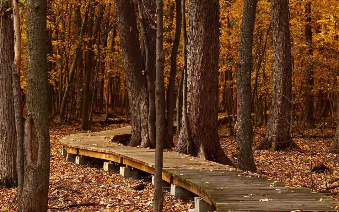 Video: The Health Benefits of Forest Bathing