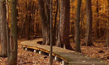 Video: The Health Benefits of Forest Bathing