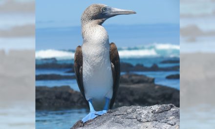 Development Threatens Nearly Half of All Natural World Heritage Sites