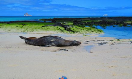 Being Present and Finding Peace in the Galapagos Islands