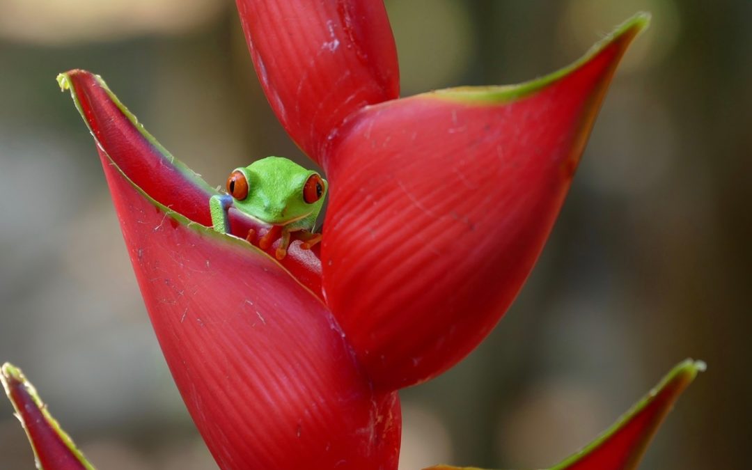 Wildlife Photo of the Week: Red-eyed Tree Frog