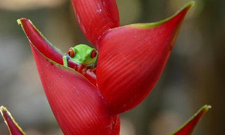 Wildlife Photo of the Week: Red-eyed Tree Frog