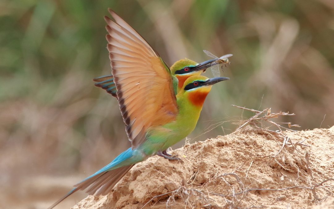 Wildlife Photo of the Week: Riots of Natural Colours