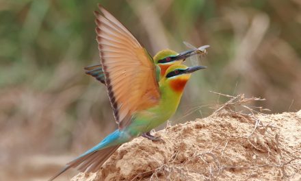 Wildlife Photo of the Week: Riots of Natural Colours