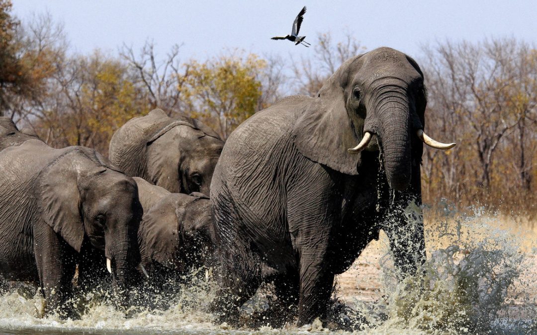 Wildlife Photo of the Week: Water!