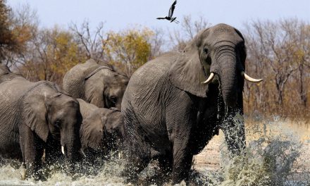 Wildlife Photo of the Week: Water!