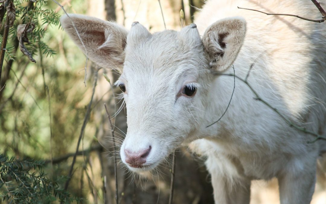 Videos: White Deer, the Ghosts of the Forest