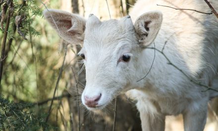 Videos: White Deer, the Ghosts of the Forest
