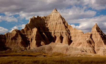 “Going Rogue” for the National Park Service, Science and Trees