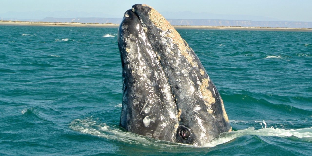 In Mexico: A Sanctuary for Gray Whales