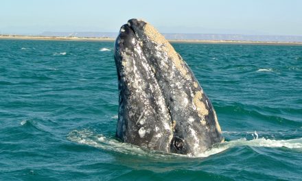 In Mexico: A Sanctuary for Gray Whales