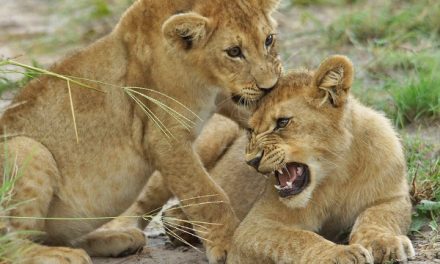 Traveler Story: Botswana’s Green Season Photo Safari