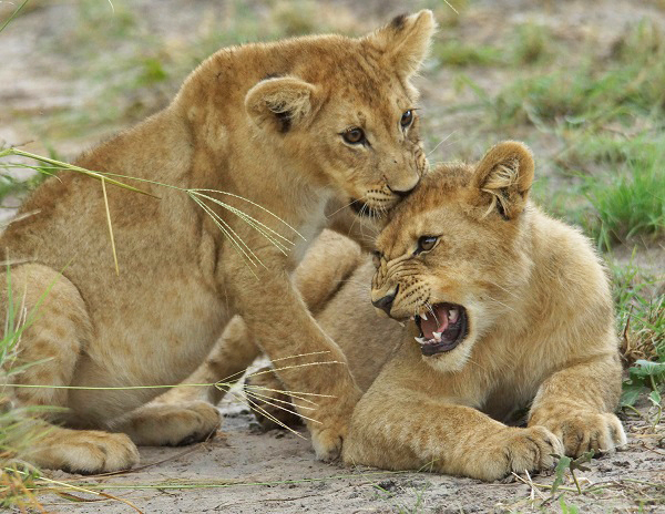 Lion cubs in Botswana
